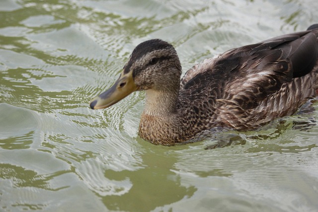 Free Duck Nature photo and picture