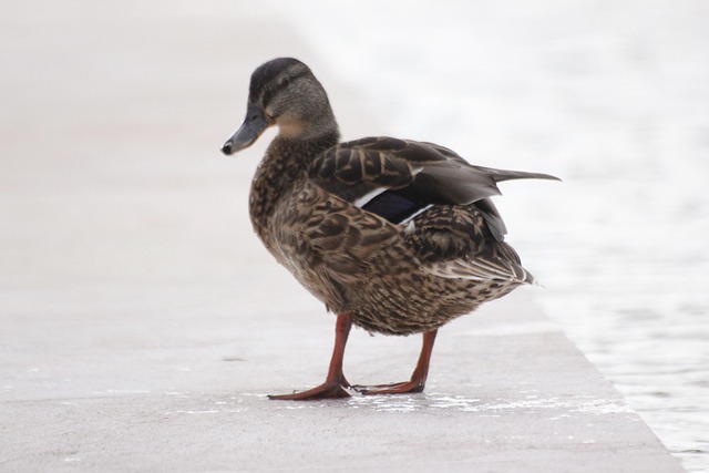 Free Duck Animal photo and picture