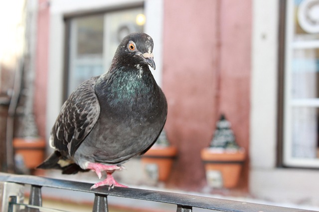 Free Pigeon Animal photo and picture