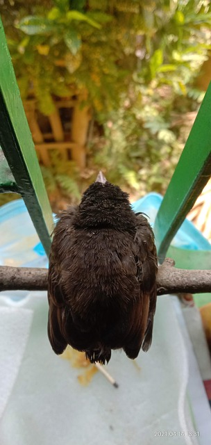 Baby Bulbul Fugl, Bulbul Fugl, Baby Fugl