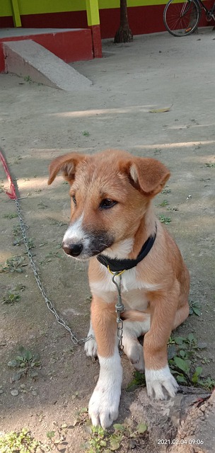 Baby Hund, Hund, Søt Hund, Indisk Hund