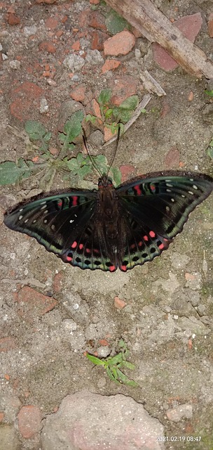 Glorete Baron Sommerfugl