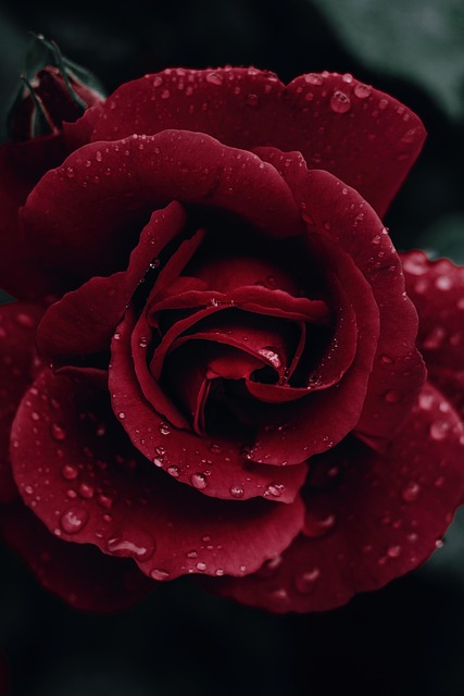 Free Rose Flower photo and picture