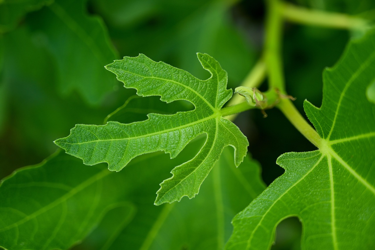 1 000 Free Fig Fig Tree Images Pixabay