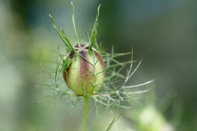 Pontilhado Delicado Inseto, Katydid