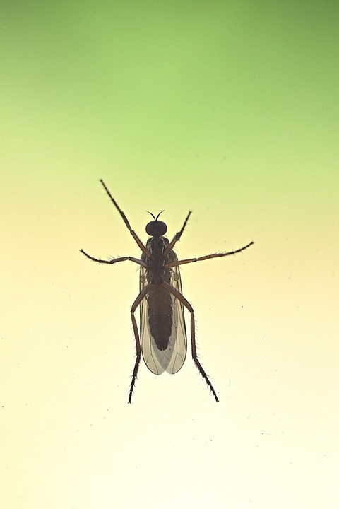 Fly Insect View From Below - Free photo on Pixabay