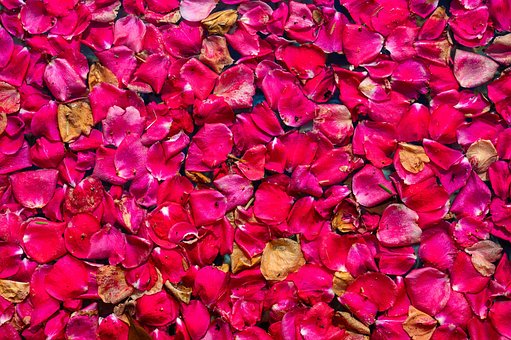 Free Petal Flowers photo and picture