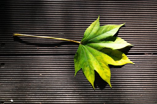 Free Maple Fresh Green photo and picture
