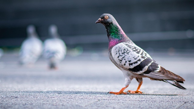 Free Dove Pigeons photo and picture