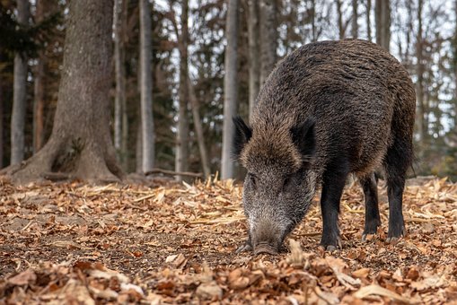 Eber, Wald, Tierwelt, Tier, Natur, Fauna
