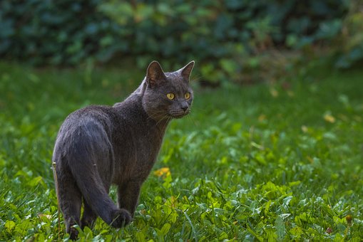 Katze, Haustier, Katzen, Natur, Tier