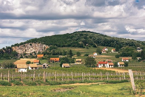 Villany, Ungarn, Weinberg, Weinbau