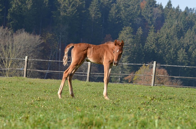 Free Horse Foal photo and picture