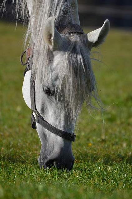 Free Horse Animal photo and picture