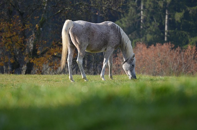 Free Horse Animal photo and picture