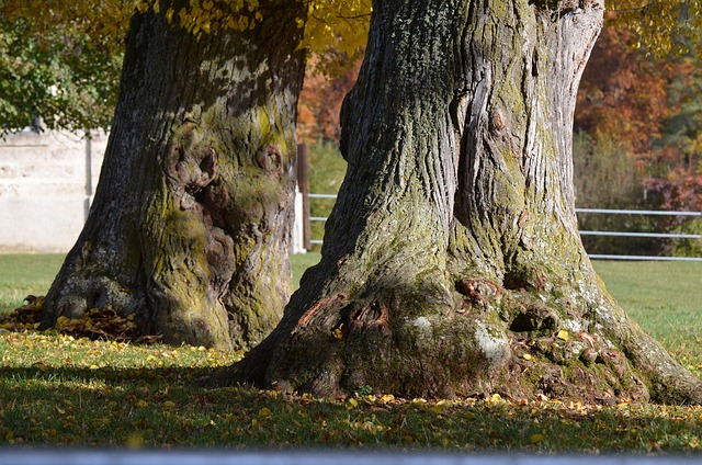 Free Old Trees Nature photo and picture