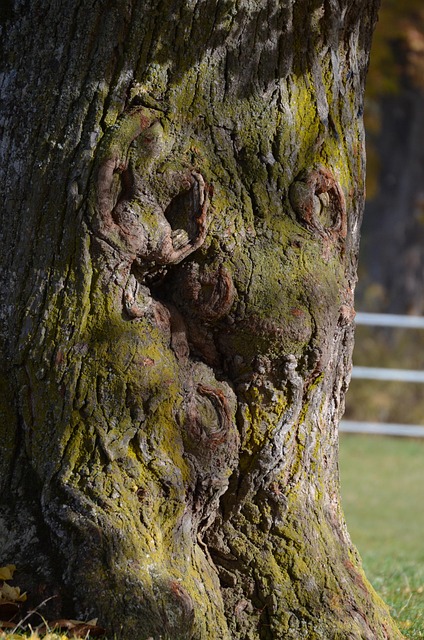 Free Tree Warden Tree photo and picture