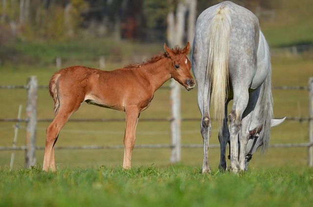 Free Horse Foal photo and picture