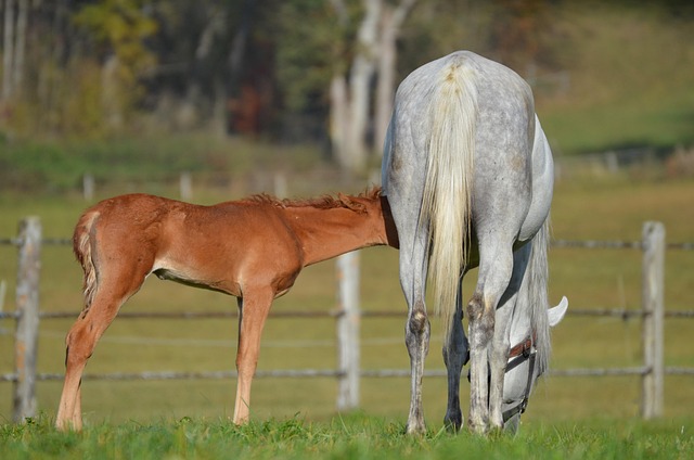 Free Marbach Stud Horses photo and picture