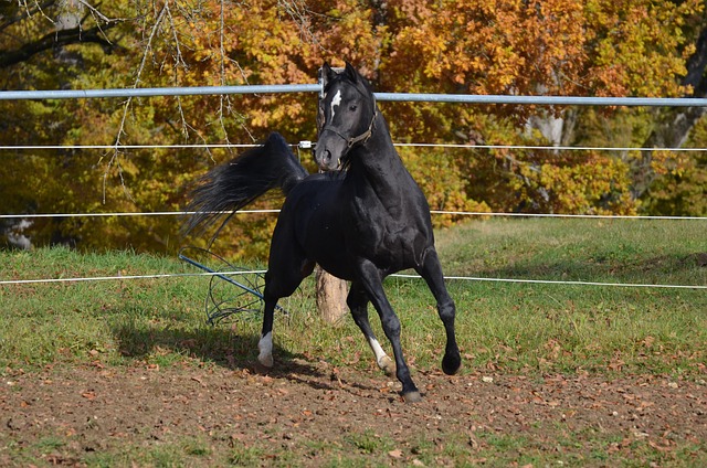 Free Main And State Stud Marbach Rap photo and picture