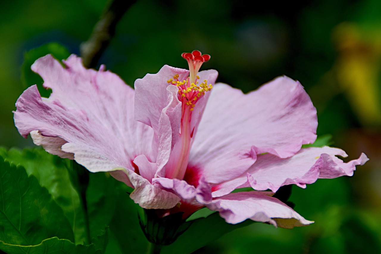 Page 30 - 4,000+ Free Hibiscus & Nature Images - Pixabay