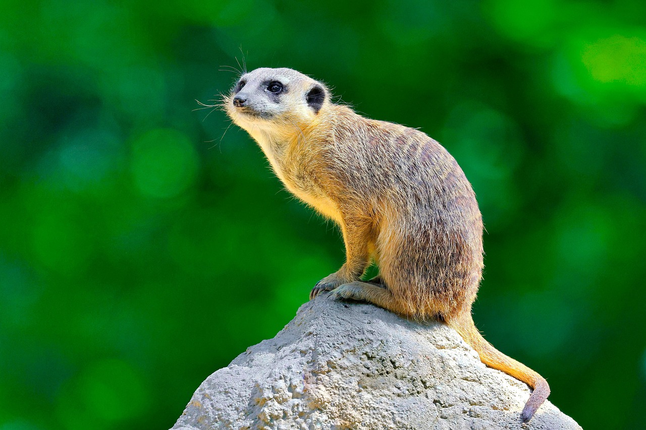 2 000 Free Meerkat Remake Meerkat Images Pixabay 2 000 Free Meerkat Remake Meerkat Images Pixabay