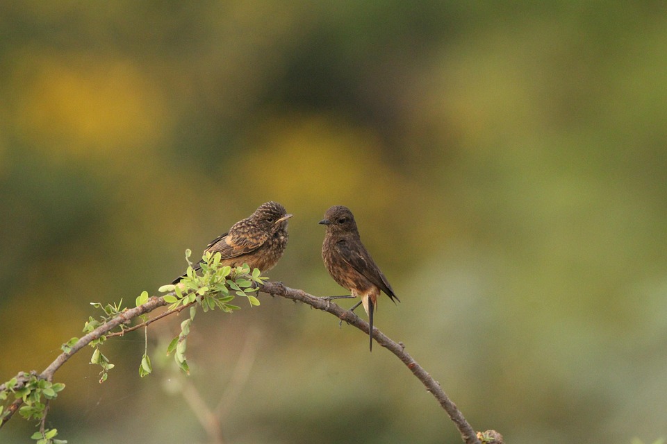 Gescheckter Buschchat Vögel Tiere - Kostenloses Foto auf Pixabay