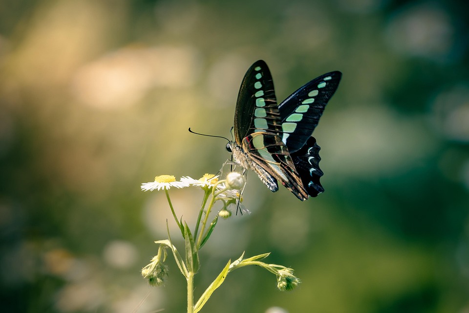 butterfly-7241889_960_720.jpg