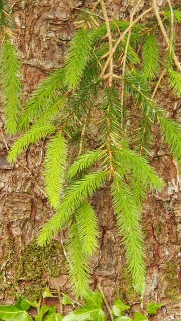 Free Fir New photo and picture