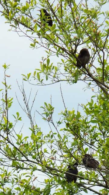 Free Birds Nature photo and picture