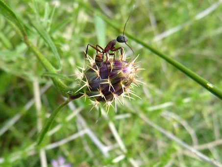 Mier, Insect, Kleine, Tiny, Bloem, Spies