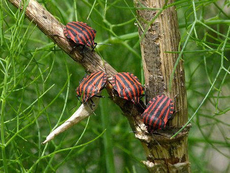 Kevers, Schild Bugs, Insecten, Hemiptera