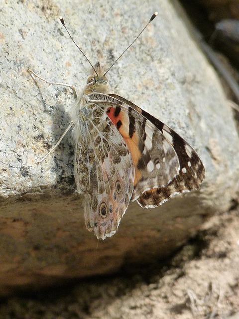 Vlinder, Insect, Gevleugeld Insect