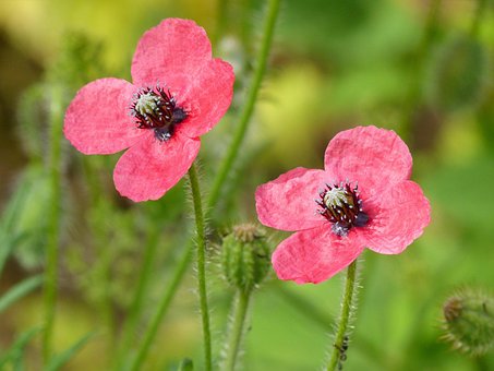 Klaprozen, Bloemen, Rode Klaprozen