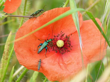 Papaver, Kevers, Insecten