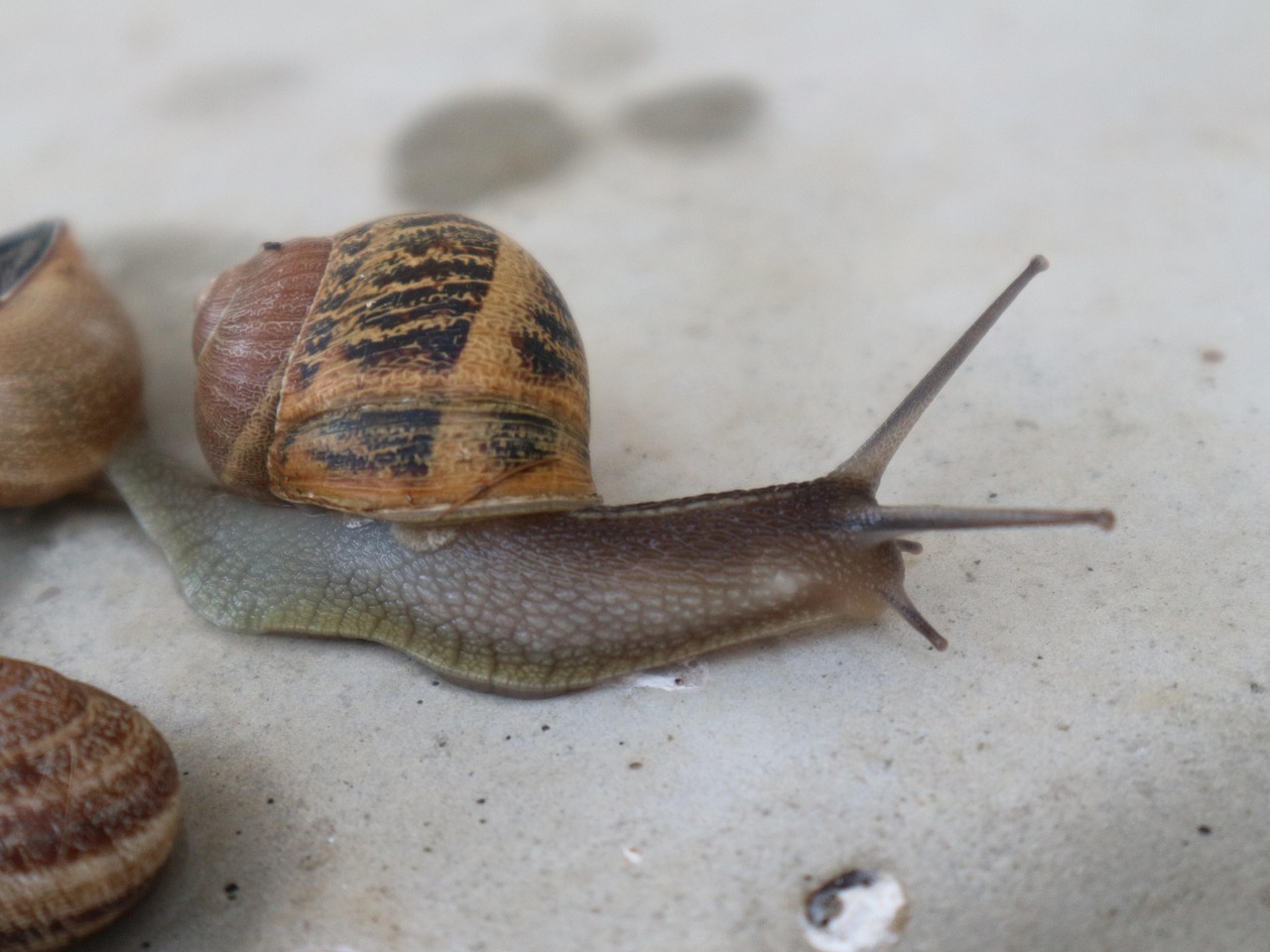 Caracol Estate Portogallo Figueira - Foto gratis su Pixabay - Pixabay