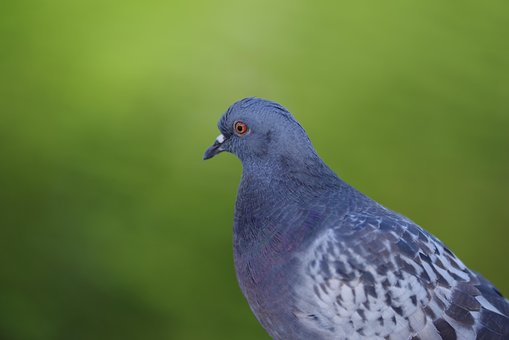 Free Pigeon Bird photo and picture