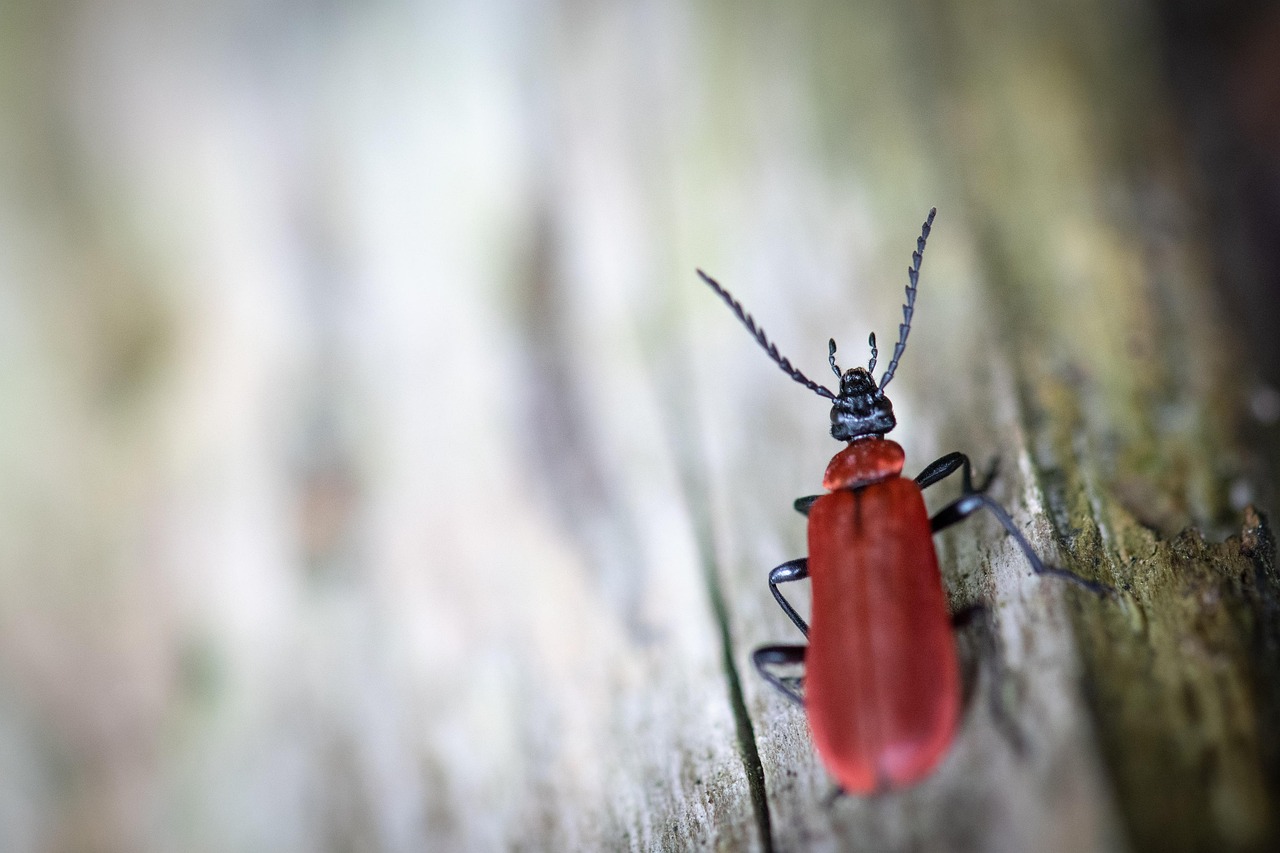 Free Fire-Colored Beetle Fire Beetle photo and picture
