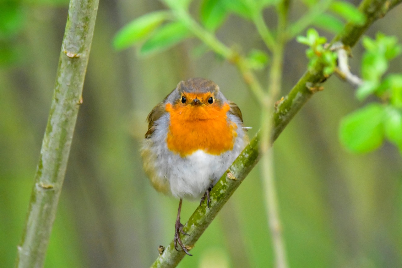 https://cdn.pixabay.com/photo/2022/06/04/19/57/bird-7242733_1280.jpg