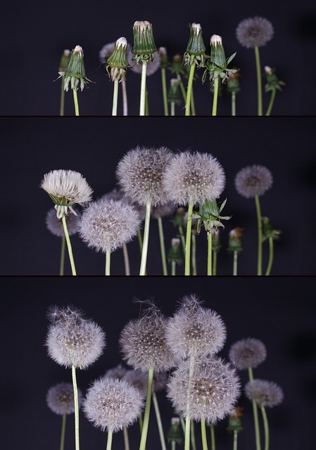 Free Dandelions Dandelion Seeds photo and picture