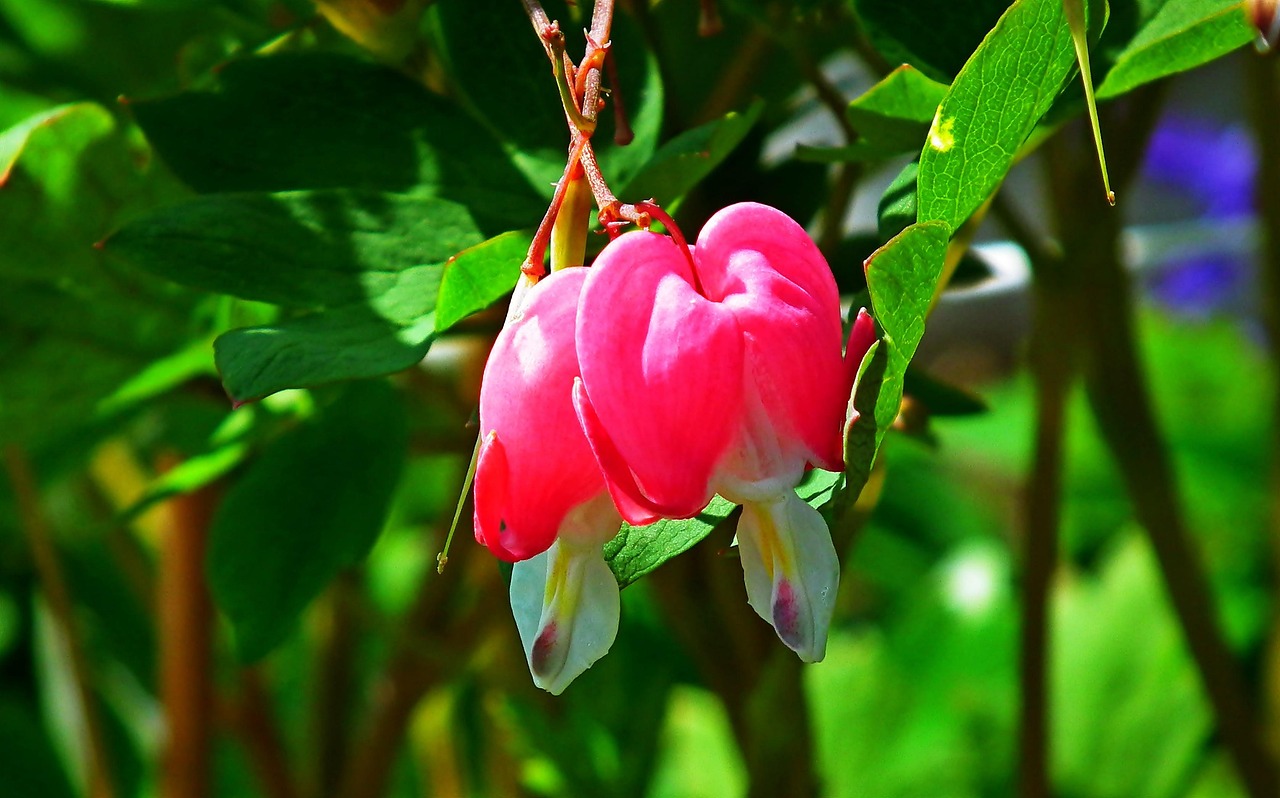 Coeur Saignant Asiatique Cœur Photo gratuite sur Pixabay Pixabay