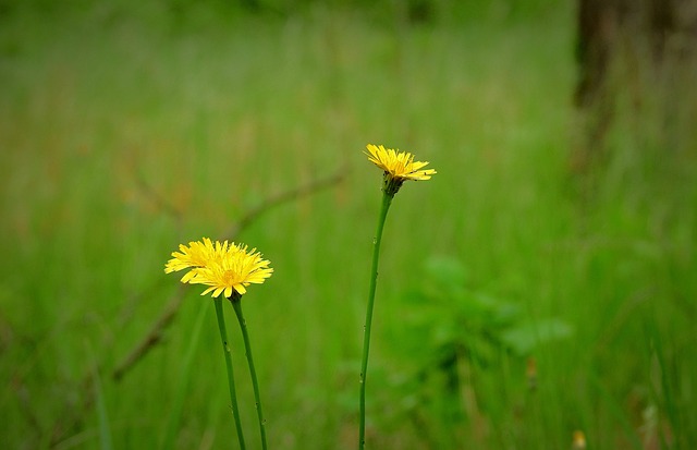 Gele Bloemen, Wilde Bloemen, Weide