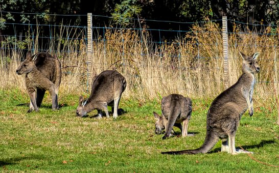 Free Kangaroo Marsupial photo and picture