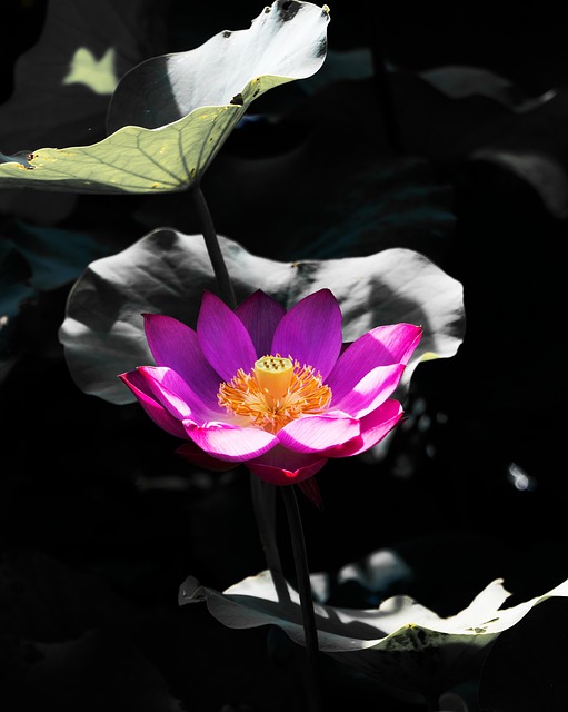 Lotus, Bloem, Lotusbloem, Roze Bloem