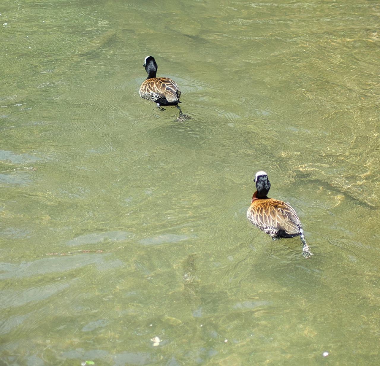 Birds Ducks Ornithology - Free photo on Pixabay - Pixabay