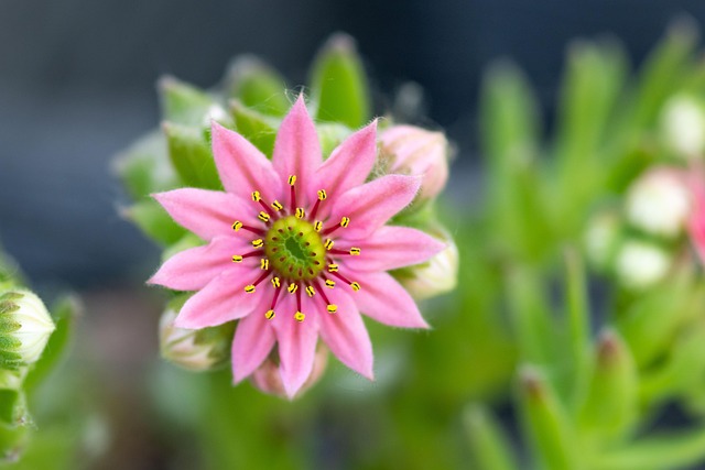 Plantar, Houseleek, Rosa De Pedra, Flor