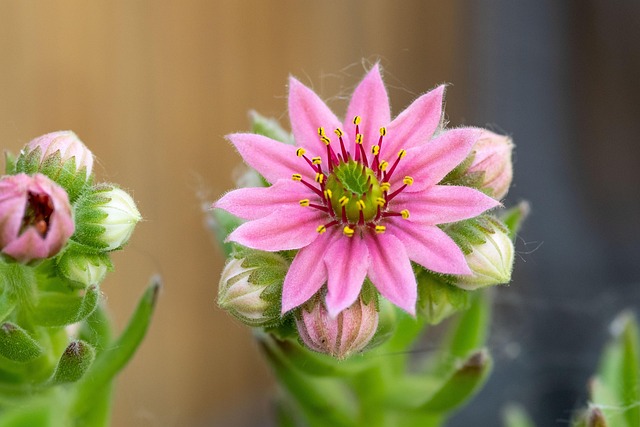 Houseleek, Flor, Florescer, Bloom, Rosa
