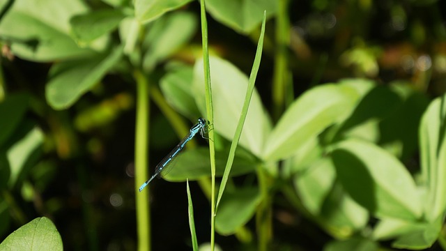Libelle, Insekt, Makro, Flügel
