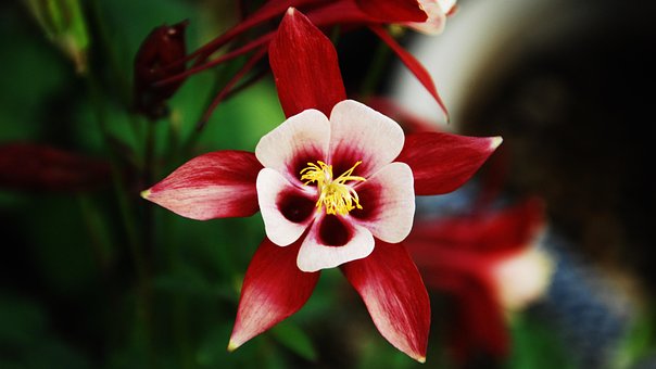 Free Flower Botany photo and picture