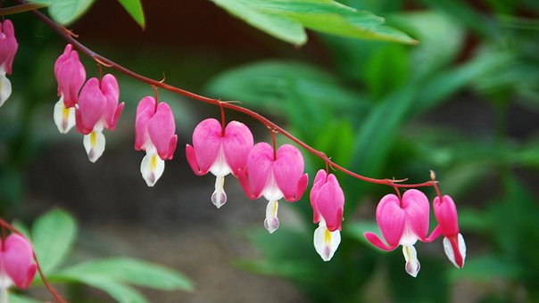 Free Flowers Botany photo and picture